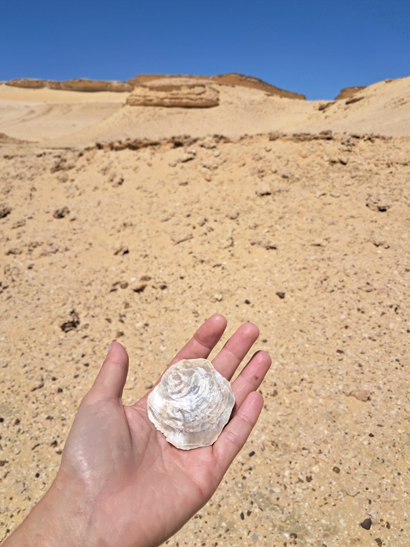 fille du désert - nacre, abou muharraq